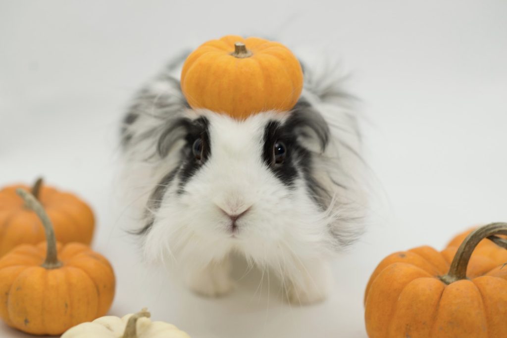 Picture of Can Rabbits Eat Pumpkin? (A Guide to Safe Feeding Practices)